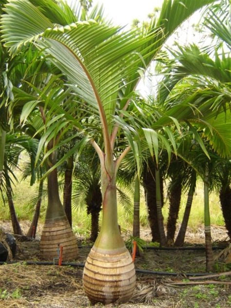 Hyophorbe lagenicaulis (Palma Bottiglia) h 1,8 m vaso 45 cm FOTO REALE