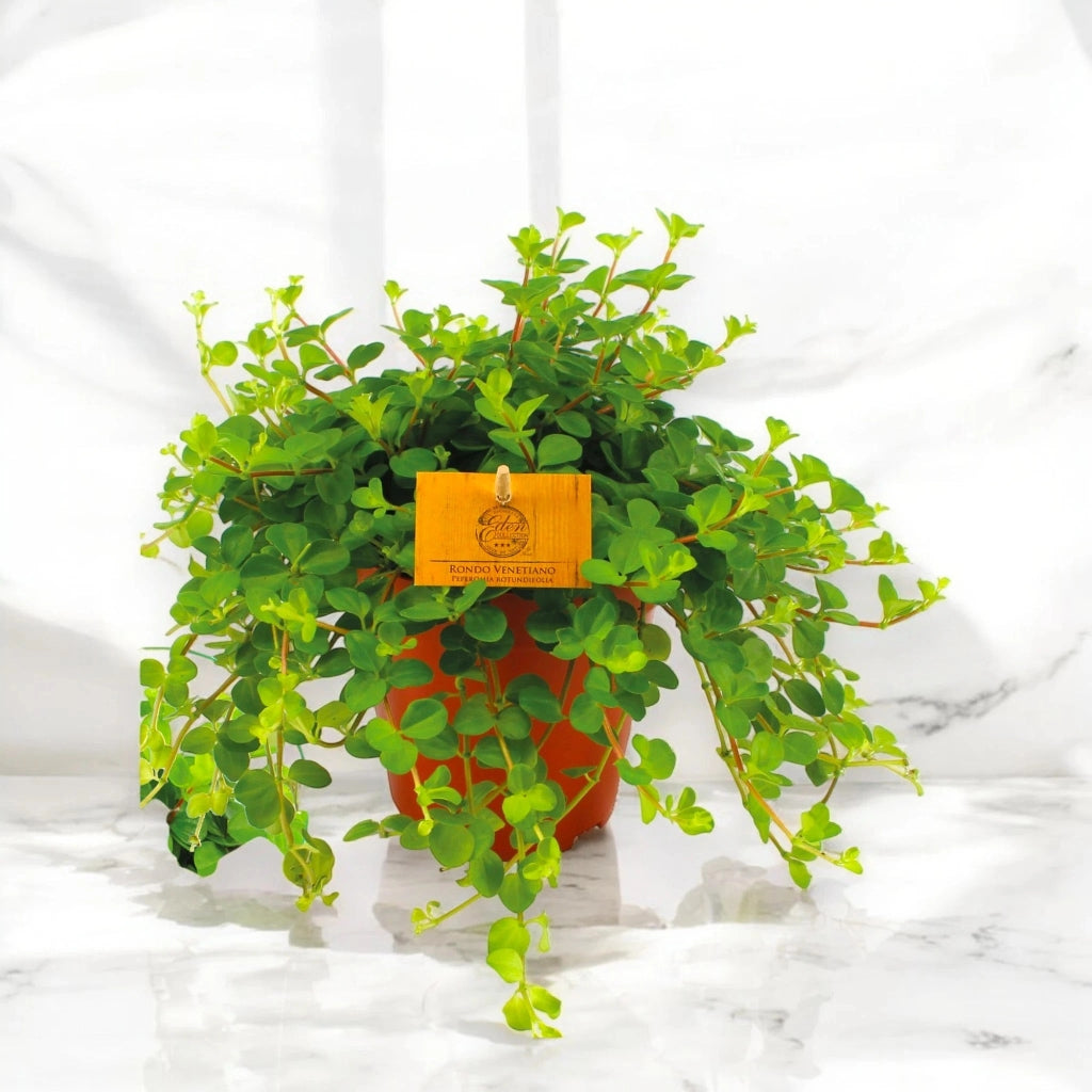 Gardenaria Peperomia rotundifolia - Pianta da interno ornamentale Altezza: 25 cm (vaso 15)