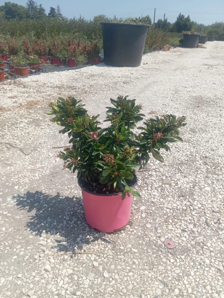 ESCALLONIA RUBRA MACRANTHA VASO 18