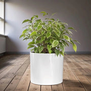 Piantagione in Vaso da 30 cm - Stendardo per Piante Medioevale - Fuga d'Acqua - Adatto per Interno ed Esterno - Bianco Luccicante