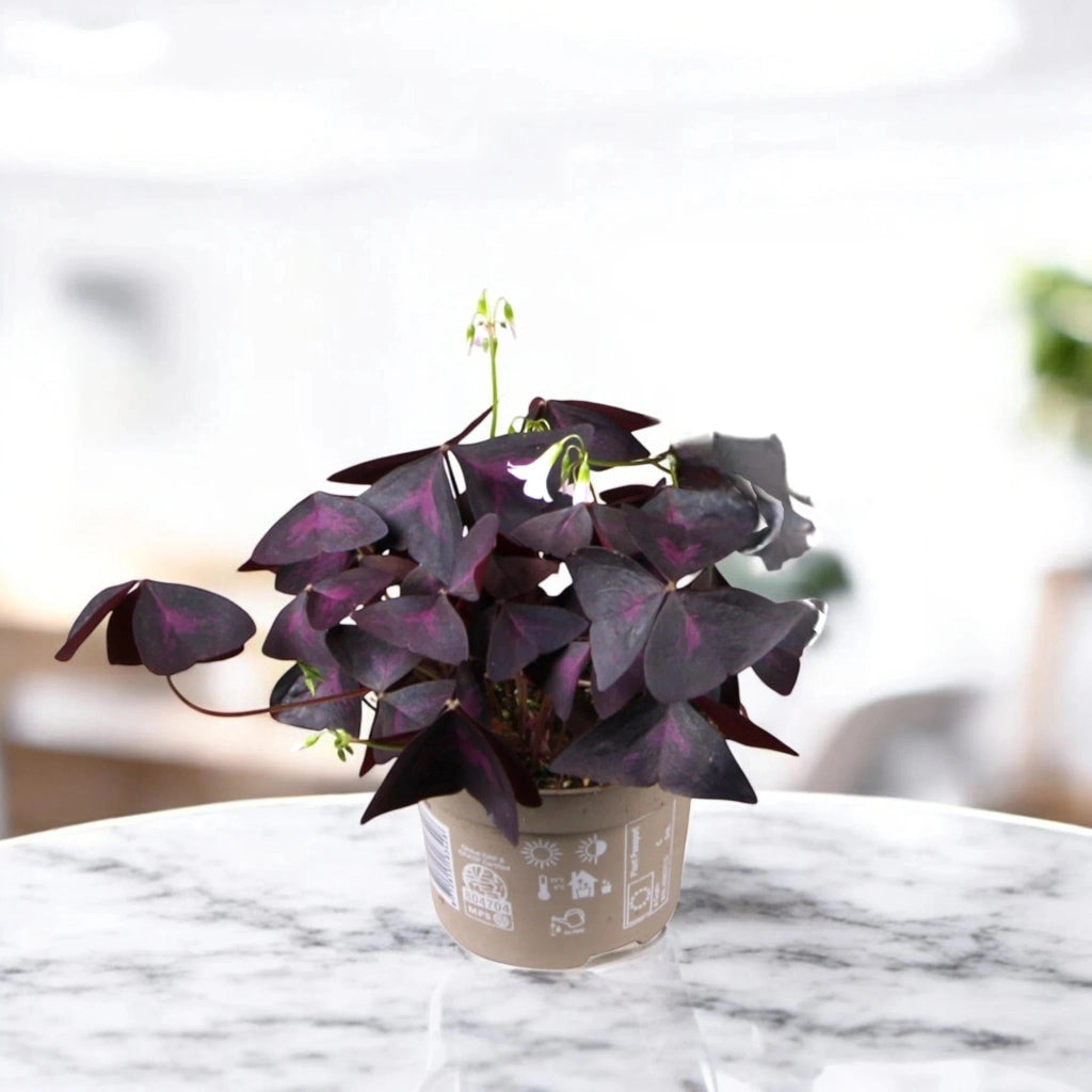 Gardenaria Oxalis triangularis - Pianta da interno ornamentale Altezza: 20 cm (vaso 12)