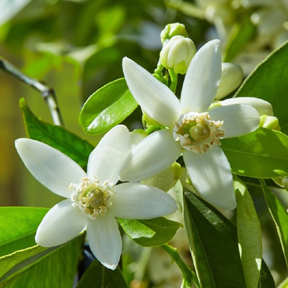 Pianta di CITRUS LIMEQUAT aurantifolia margarita MESSICANO VASO20 FOTO REALE