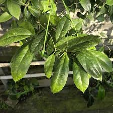 Hoya Finlaysonii Orabella Pianta Tropicale Vaso 12 cm