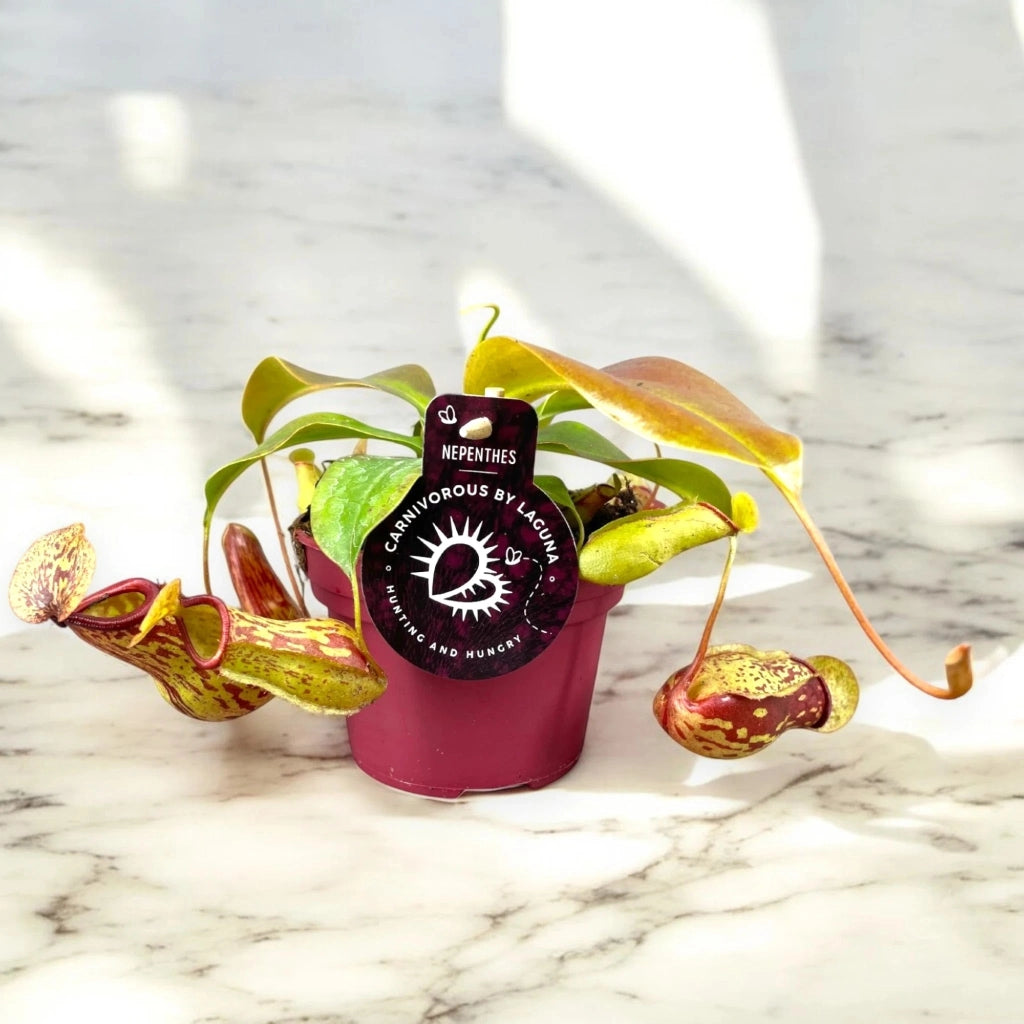 Gardenaria Nepenthes 'Gaya' - Pianta da interno ornamentale Altezza: 17 cm (vaso 12)