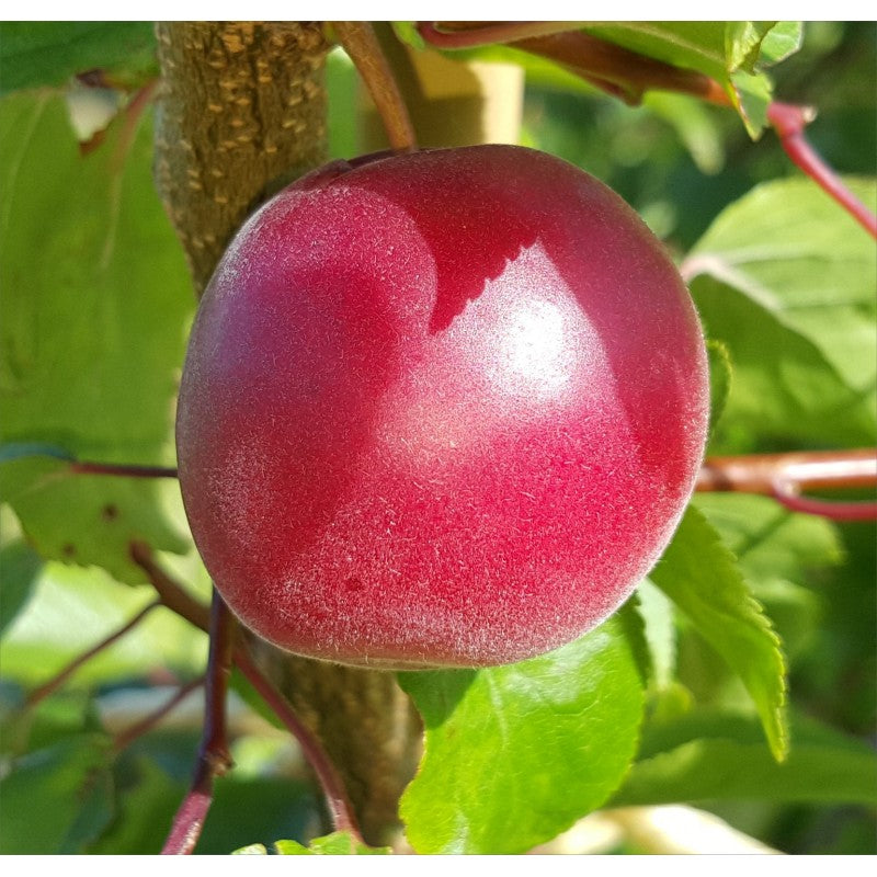 Biricoccolo - Susincocco  albero da frutto intermedio tra susino ed albicocco