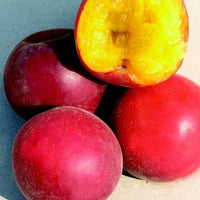 Biricoccolo - Susincocco  albero da frutto intermedio tra susino ed albicocco