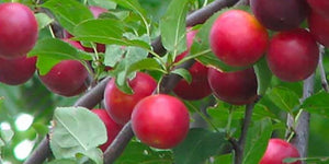 Biricoccolo - Susincocco  albero da frutto intermedio tra susino ed albicocco