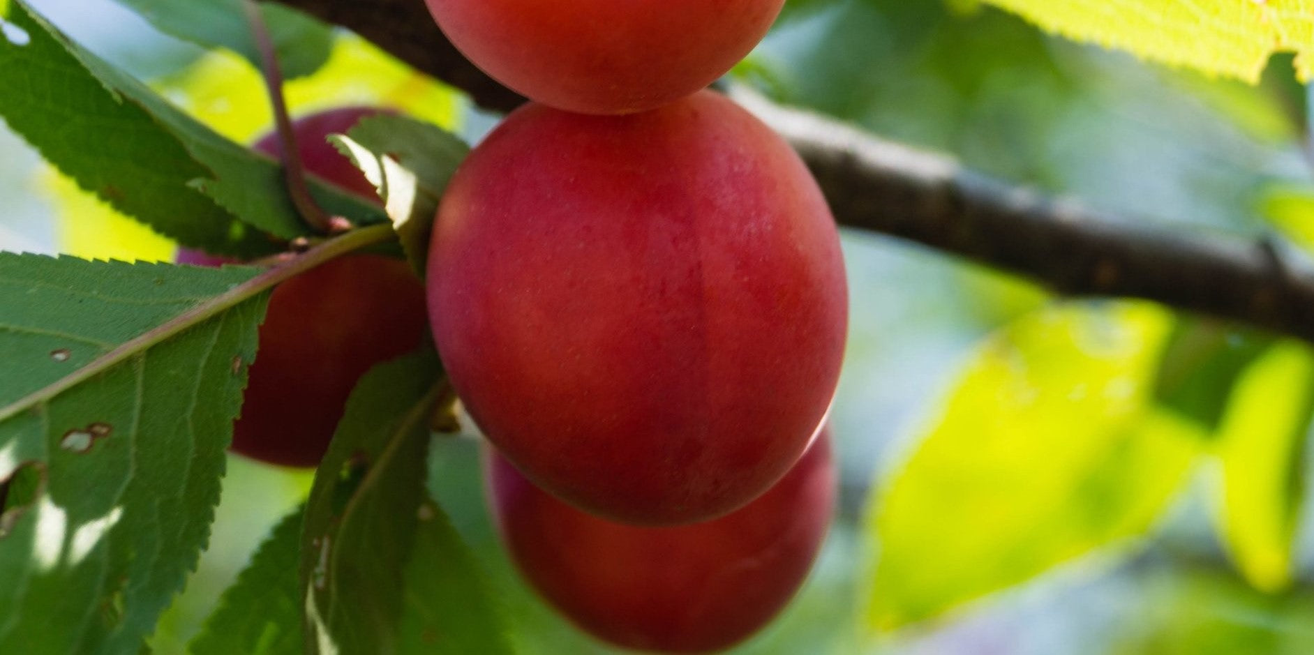 Biricoccolo - Susincocco  albero da frutto intermedio tra susino ed albicocco
