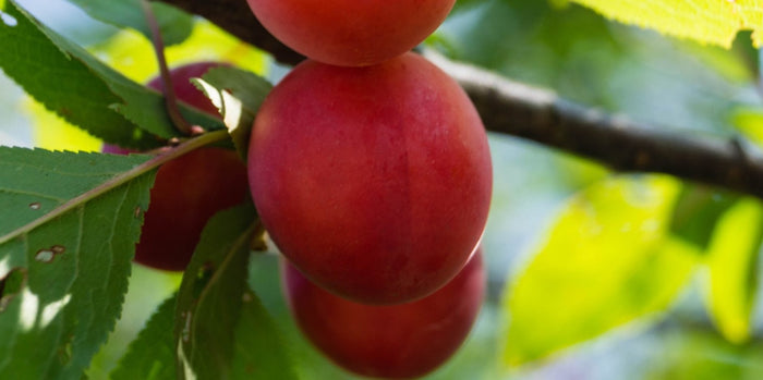 Biricoccolo - Susincocco  albero da frutto intermedio tra susino ed albicocco