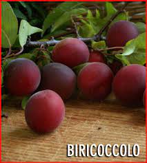 Biricoccolo - Susincocco  albero da frutto intermedio tra susino ed albicocco