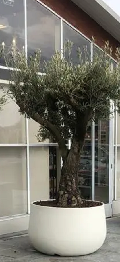 Vaso Urbano ACAYA 110 in Resina per piante di grosse dimensioni bianco