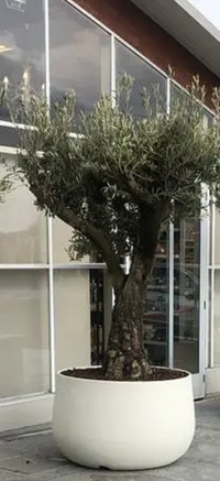 Vaso Urbano ACAYA 110 in Resina per piante di grosse dimensioni bianco