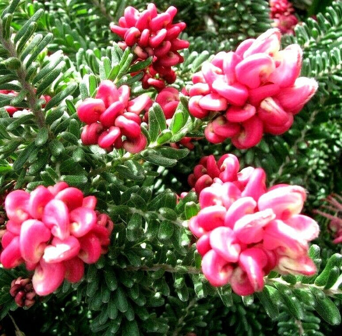 Gravillea Tamboritha Cespuglio di Gravillea -vaso 7- Pianta di Gravillea