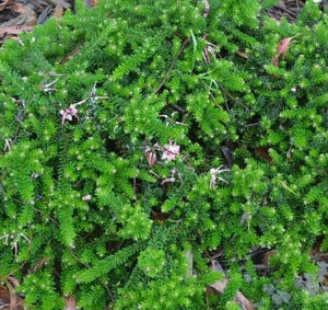 Gravillea Tamboritha Cespuglio di Gravillea -vaso 7- Pianta di Gravillea