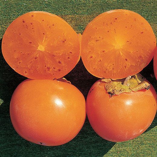 KAKO KAKI -LYCOPERSICON Pianta da Frutto Frutta Altezza 150 cm