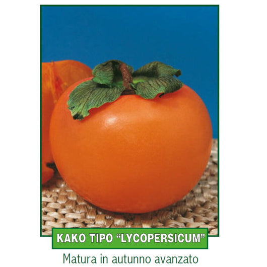 KAKO KAKI -LYCOPERSICON Pianta da Frutto Frutta Altezza 150 cm