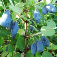 MIRTILLO SIBERIANO - Lonicera kamtschatica Aurora V.15 Pianta cespugliosa Frutta