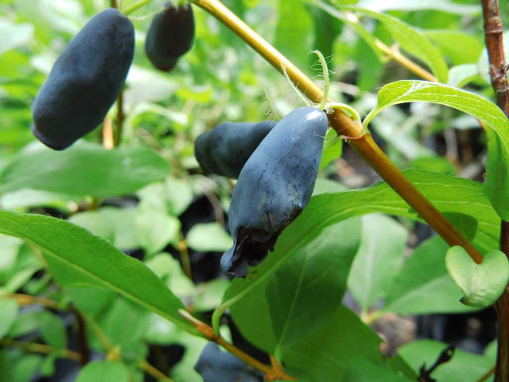 MIRTILLO SIBERIANO - Lonicera kamtschatica Aurora V.15 Pianta cespugliosa Frutta