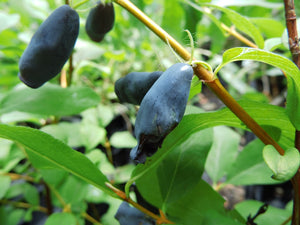 MIRTILLO SIBERIANO - Lonicera kamtschatica Aurora V.15 Pianta cespugliosa Frutta