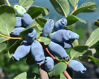 MIRTILLO SIBERIANO - Lonicera kamtschatica Aurora V.15 Pianta cespugliosa Frutta