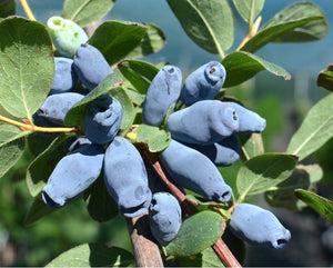 MIRTILLO SIBERIANO - Lonicera kamtschatica Aurora V.15 Pianta cespugliosa Frutta