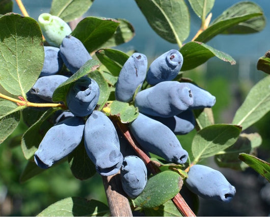 MIRTILLO SIBERIANO - Lonicera kamtschatica Aurora V.15 Pianta cespugliosa Frutta