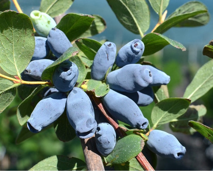 MIRTILLO SIBERIANO - Lonicera kamtschatica Aurora V.15 Pianta cespugliosa Frutta