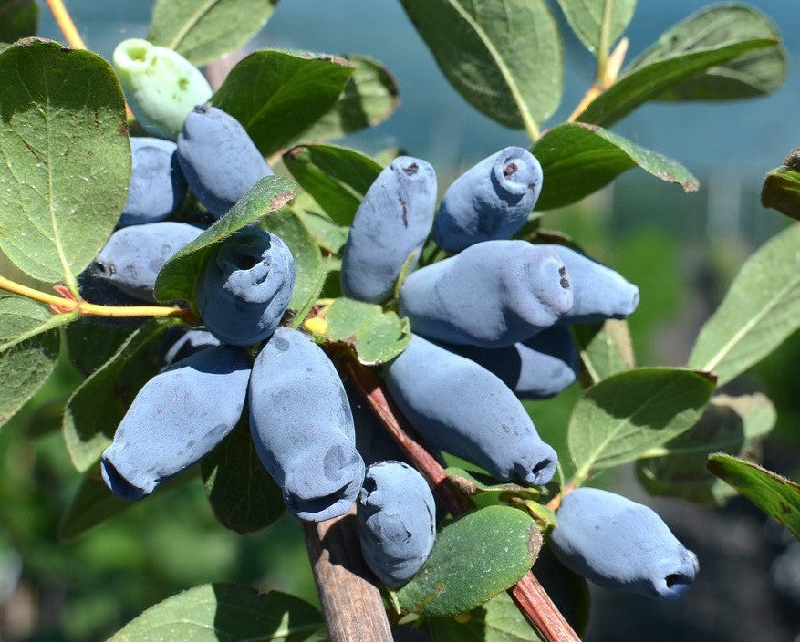 MIRTILLO SIBERIANO - Lonicera kamtschatica Aurora V.15 Pianta cespugliosa Frutta