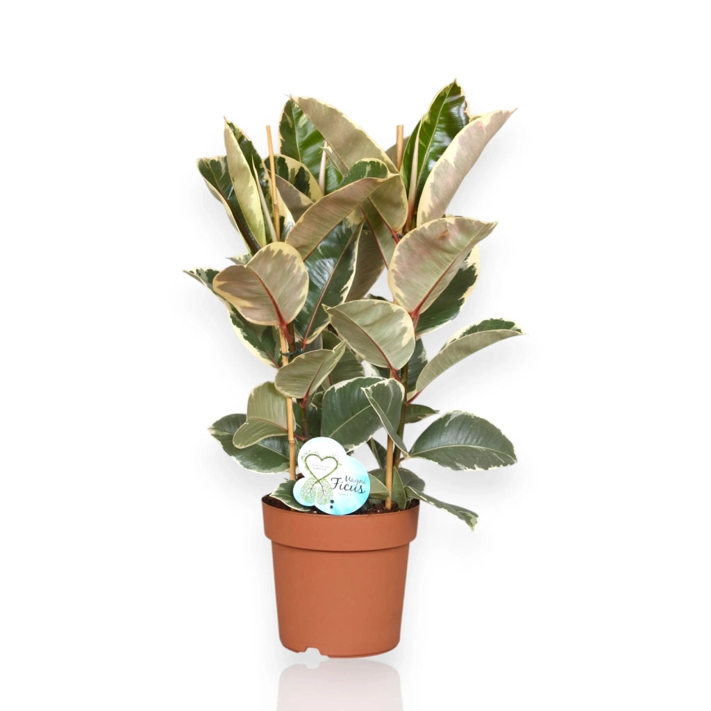 Gardenaria Ficus elastica 'Tineke' - Pianta da interno ornamentale Altezza: 55 cm (vaso 17)