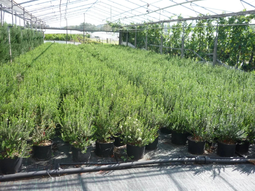 Gardenaria Myrtus communis 'Tarentina' - Arbusto ornamentale da giardino Altezza: 40/60 cm (vaso19)