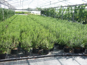 Gardenaria Myrtus communis 'Tarentina' - Arbusto ornamentale da giardino Altezza: 40/60 cm (vaso19)