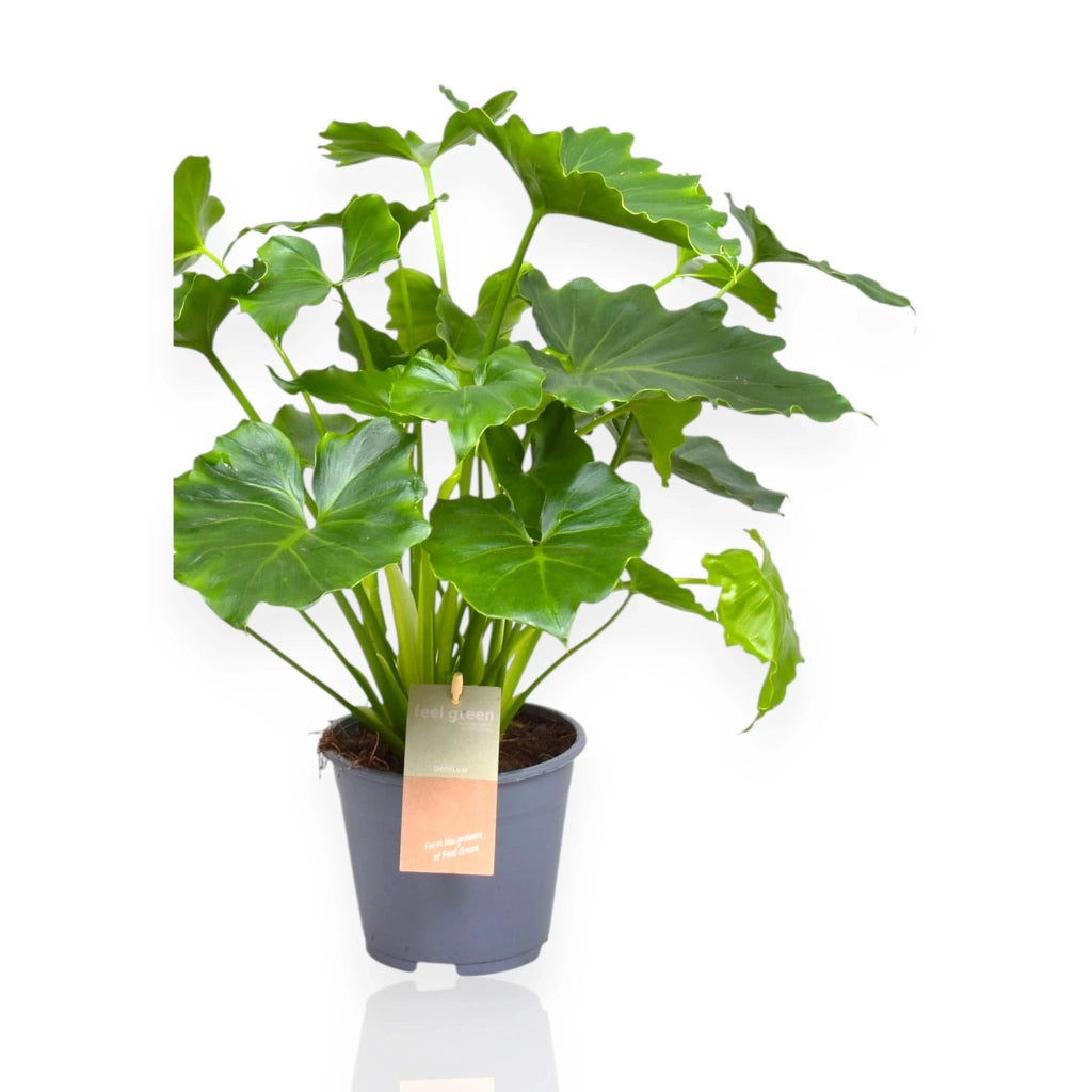 Gardenaria Philodendron bipinnatifidum 'Shangri-la' - Pianta da interno ornamentale Altezza: 35 cm (vaso 14)