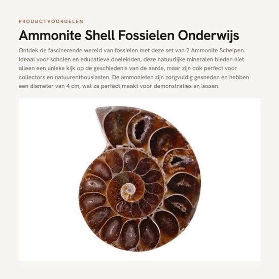 Set di Ammoniti Fossili - 2 Pezzi - Pietra Naturale - Materiale Educativo - Oggetto di Collezione Unico - Diametro 4 cm