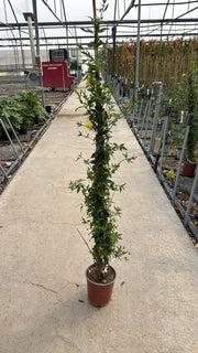 JASMINUM PRIMULINUM VASO 19 H.150