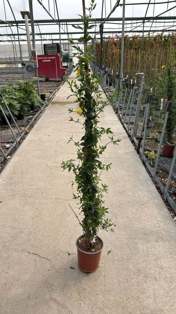 JASMINUM PRIMULINUM VASO 19 H.150