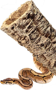 Tunnel decorativo per terrario - XXL con forma di conchiglia (55-70 cm lungo/14-17 cm interno)