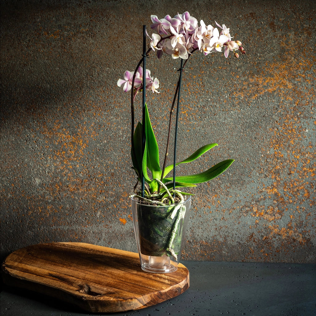 Coprivaso KADAX per orchidee, in plastica, trasparente, 13 cm