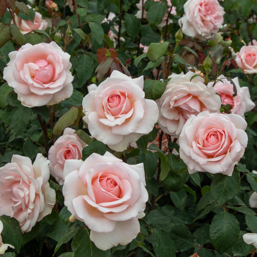 Rosa 'Roberto Capucci' - Pianta di fiore fiori Foto Reali