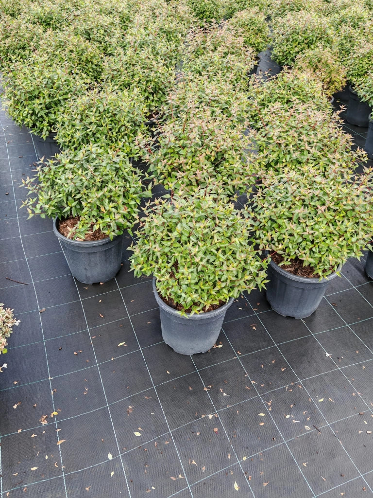 Gardenaria Abelia grandiflora - Arbusto ornamentale da giardino Altezza: 30/35 cm (vaso19)