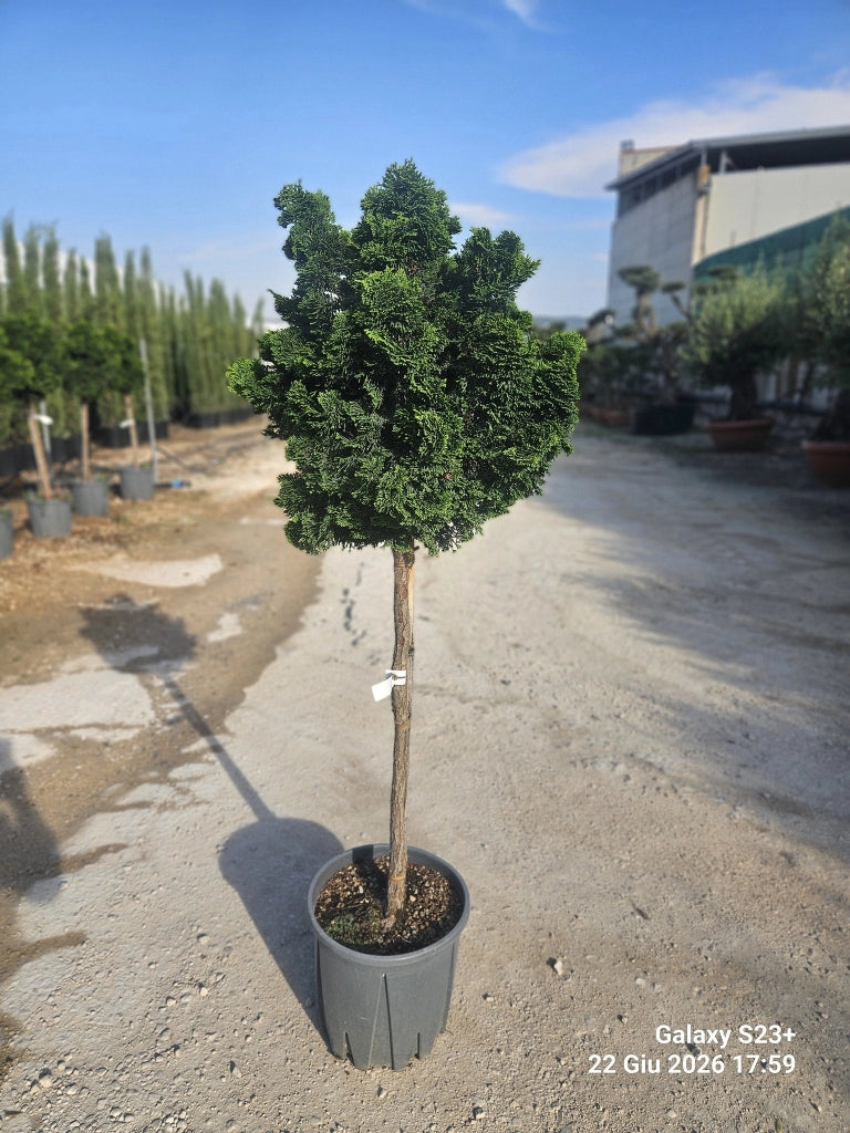 CHAMAECYPARIS OBTUSA NANA GRACILIS ALB.30 1/2 FUSTO