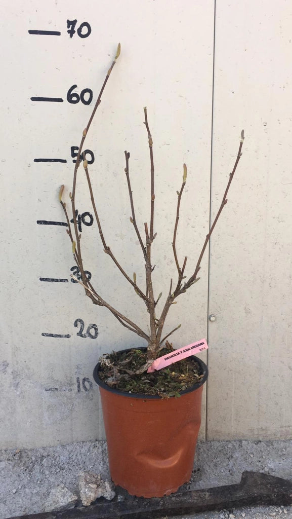 Pianta di Magnolia Soulangeana Susan vaso 18cm foto reali H 80cm