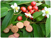 Muntingia calabura Strawberry Tree, Ciliegia della Giamaica Pianta