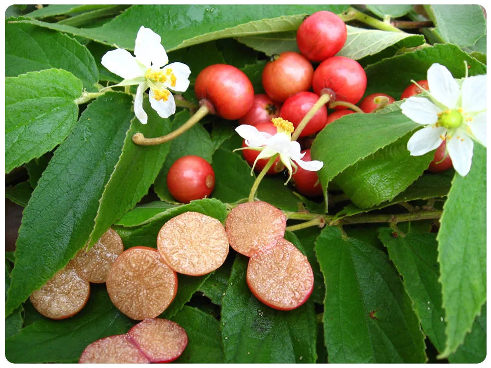 Muntingia calabura Strawberry Tree, Ciliegia della Giamaica Pianta