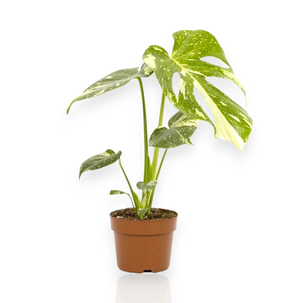 Gardenaria Monstera deliciosa - Pianta da interno ornamentale Altezza: 50 cm (vaso 14)