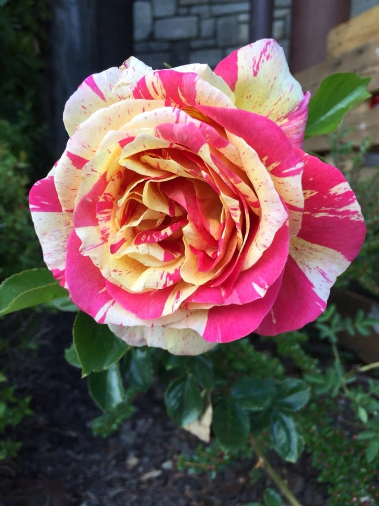 Rosa Missoni® - Rosa da Giardino a Grandi Fiori Rifiorente