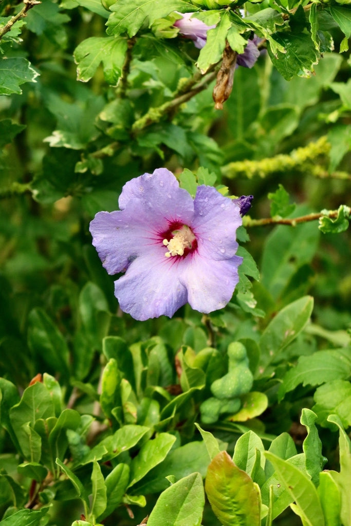 ALYOGINE (IBISCO AZZURRO) VASO 24