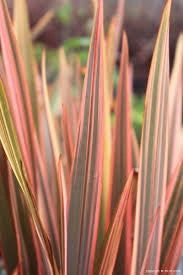 Phormium Sundowner – Pianta Sempreverde Ornamentale in Vaso 24 Decorativa