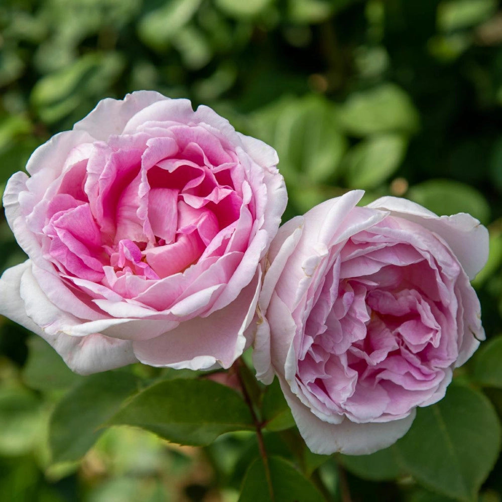 Pianta Rosa Dolce Luna, foto reali