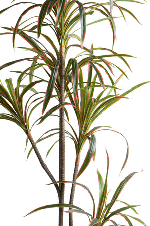 Pianta Artificiale Dracena Marginata con Vaso 190 cm