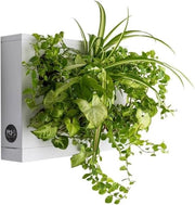 Giardino Verticale - 1 Pianta di Muro Verticale Bianca per 6 Piante e Muschio di Sphagno